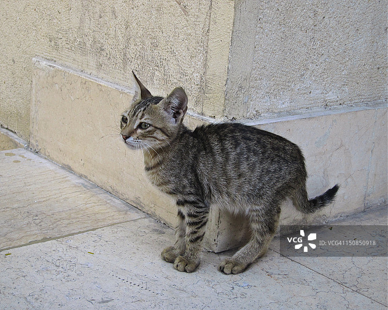 角落里的猫图片素材