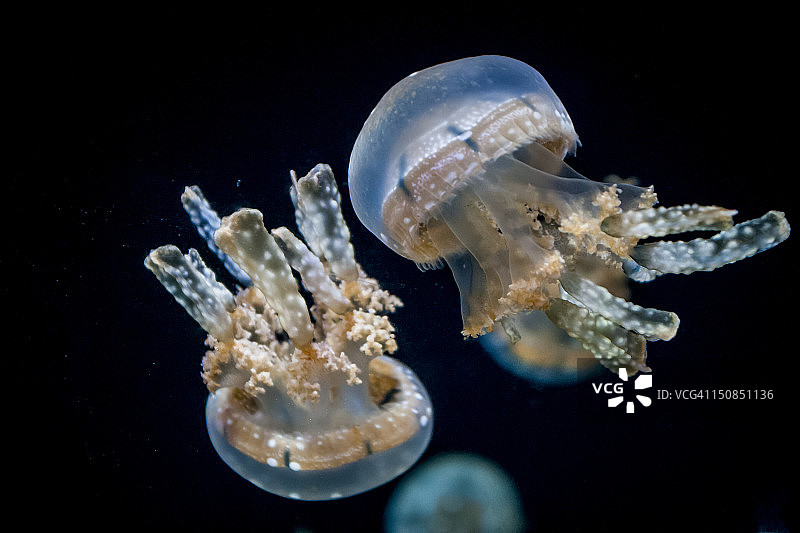 Mastigias海蜇图片素材