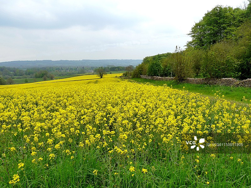 科茨沃尔德的油菜花田景观图片素材