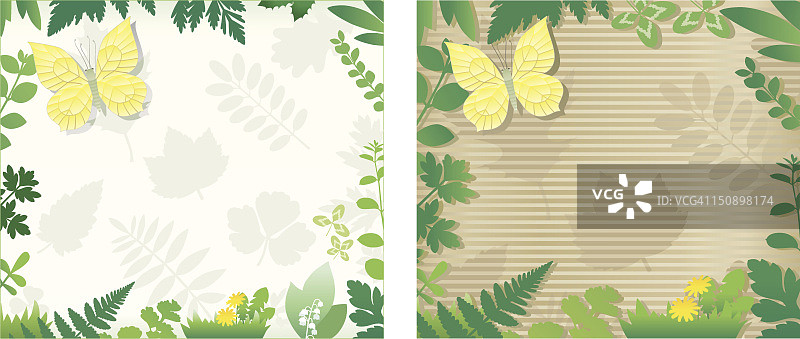 硫磺蝴蝶自然背景图片素材