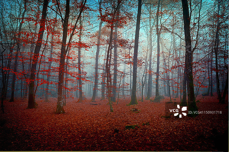 红色森林图片素材