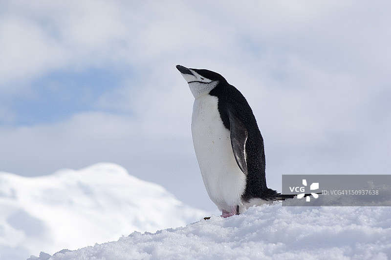 南极帽带企鹅图片素材