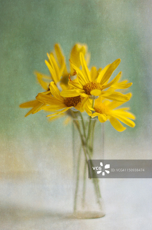 金色雏菊图片素材