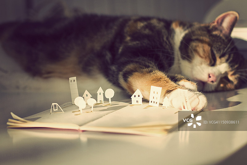 玳瑁猫在睡觉图片素材