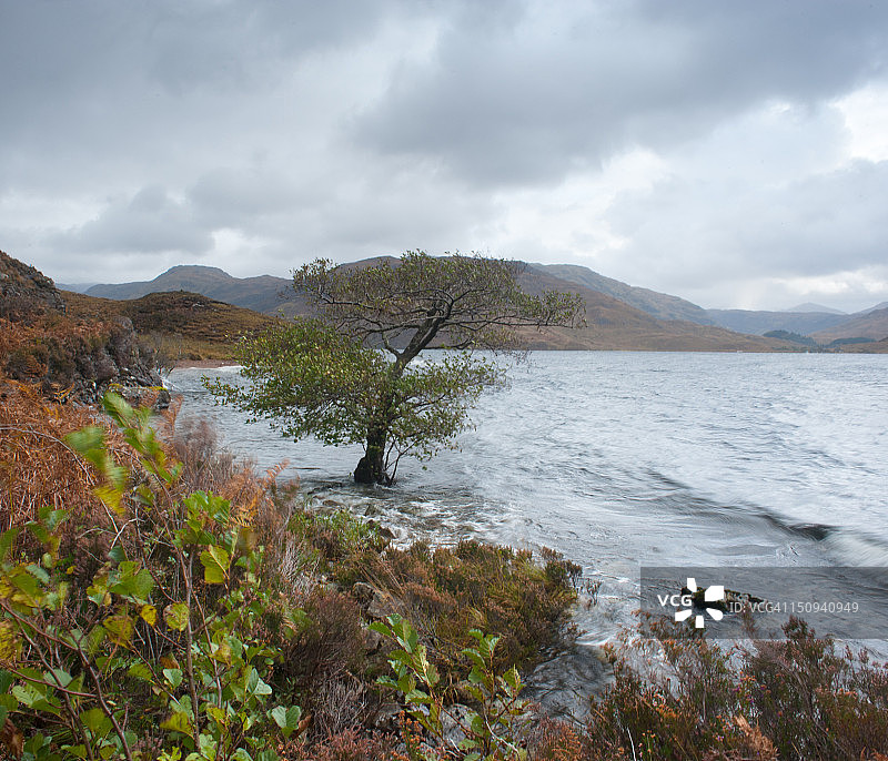 莫拉尔湖岸边的孤独的树图片素材