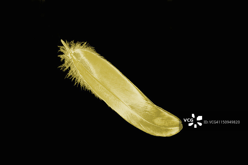 黑色背景上的金色羽毛图片素材