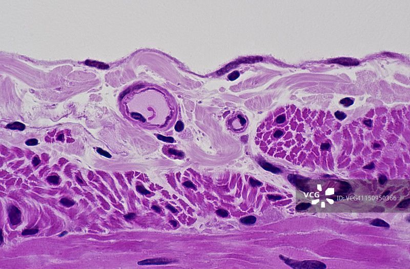 小肠鳞状上皮细胞切片（250倍放大）图片素材