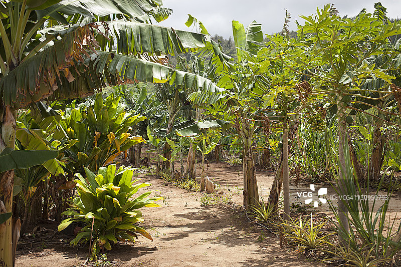 香蕉和木瓜种植园图片素材