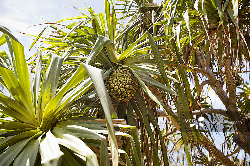 面包果树开花结果图片素材
