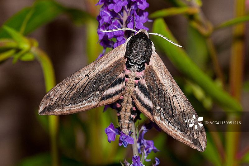 Norfolk地区的欧洲夹竹桃天蛾图片素材