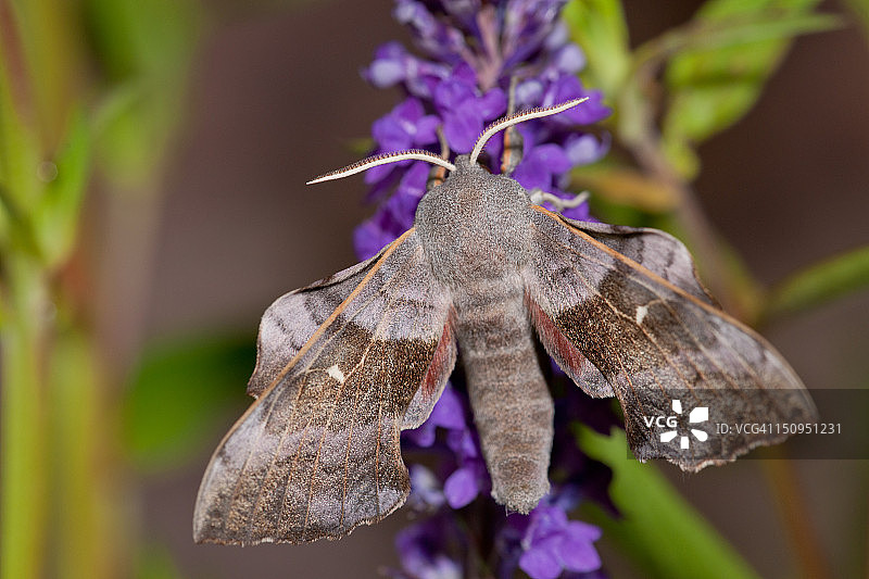 白杨天蛾图片素材
