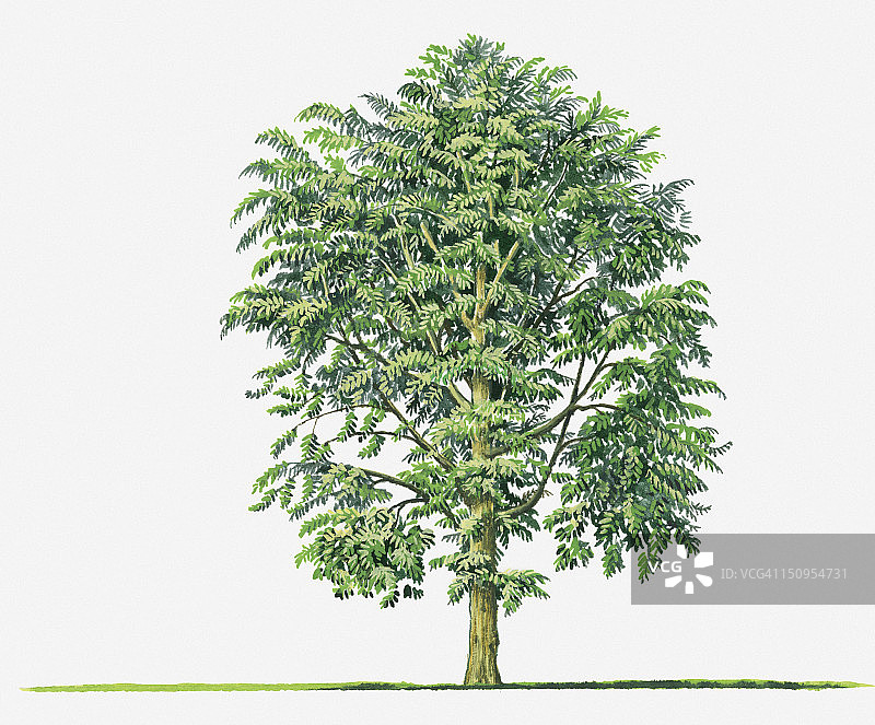 榴莲常绿乔木插画图片素材