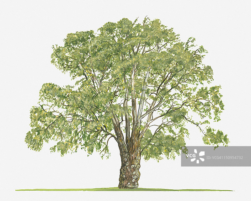 白千层树插画图片素材