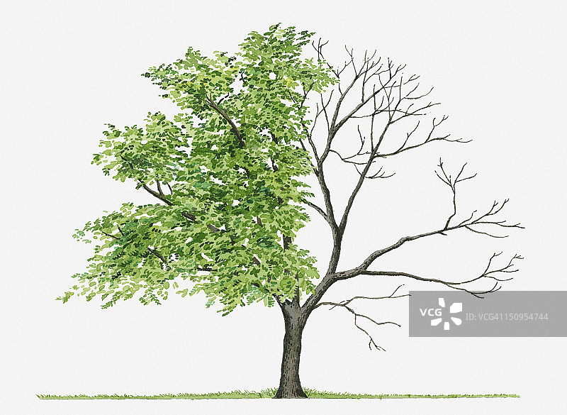 白胡桃树：显示具有绿色夏季树叶和裸露冬季树枝的落叶白胡桃树形状的插图图片素材