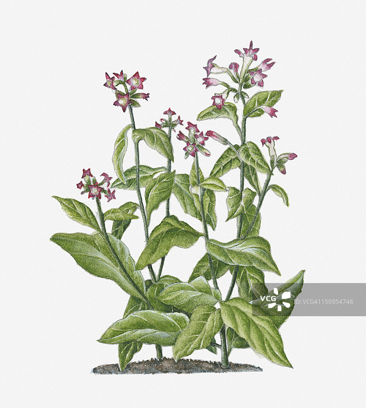 粉白色花烟草长茎绿叶插画图片素材