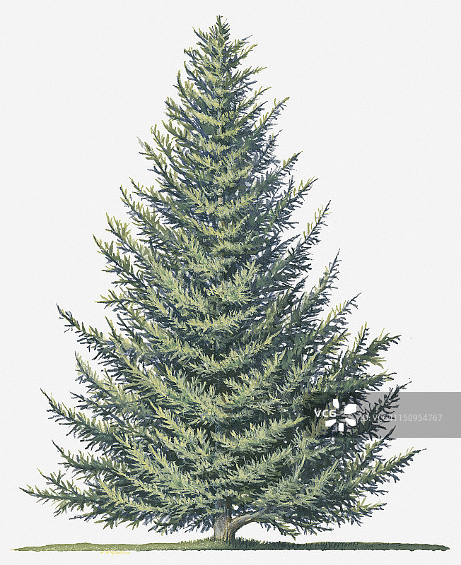 香脂冷杉树的形状插画图片素材