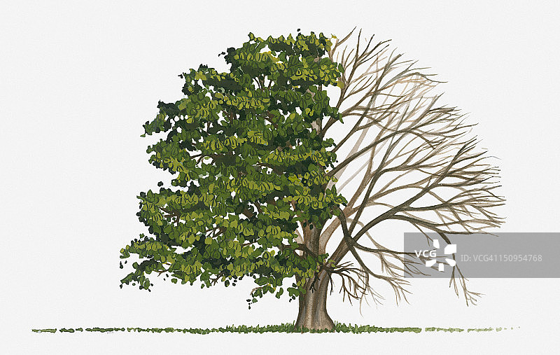 显示落叶欧洲鹅耳枥树形状的图示，有绿色夏季树叶和裸露的冬季树枝图片素材