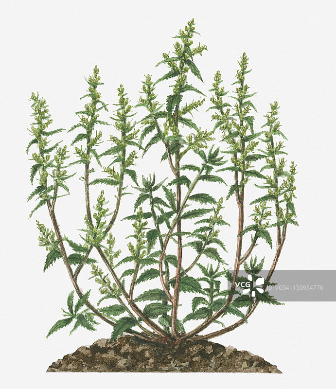 长茎上开着小绿花和叶子的土荆芥插图图片素材