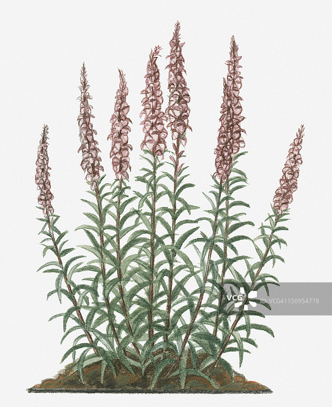 毛地黄插画图片素材