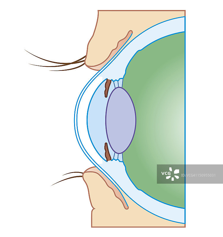 正常眼睛的生物医学横截面图图片素材
