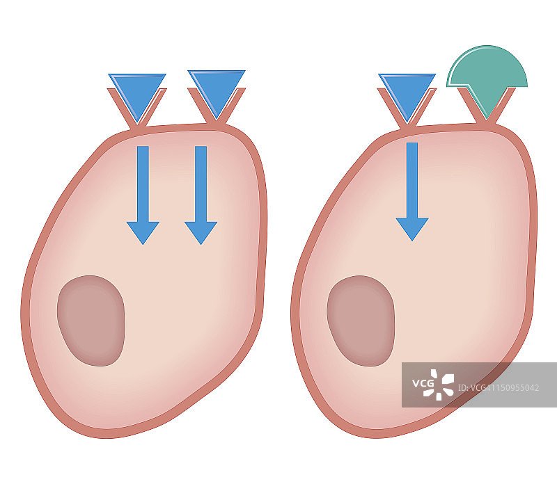 激动剂药物作用受体前后横截面插画图片素材