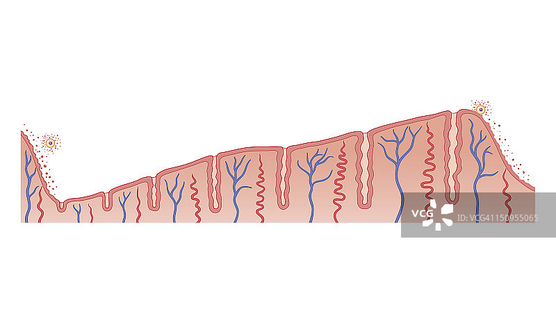 月经周期中子宫内膜增厚的生物医学横截面图图片素材