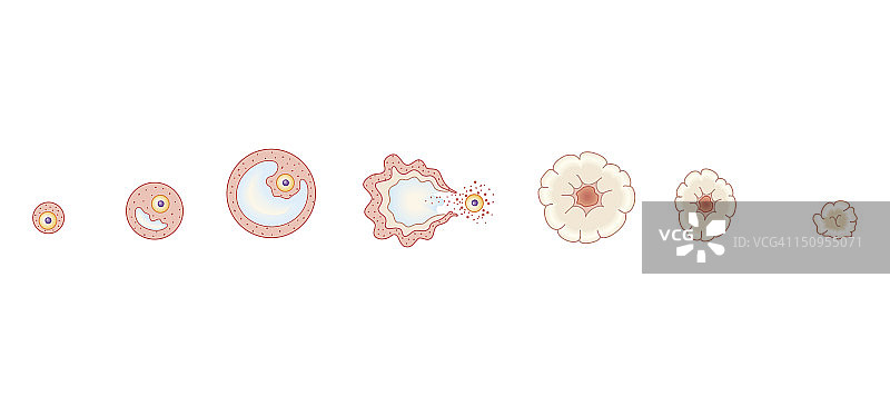人类月经周期中卵巢内卵子发育的横截面生物医学图图片素材