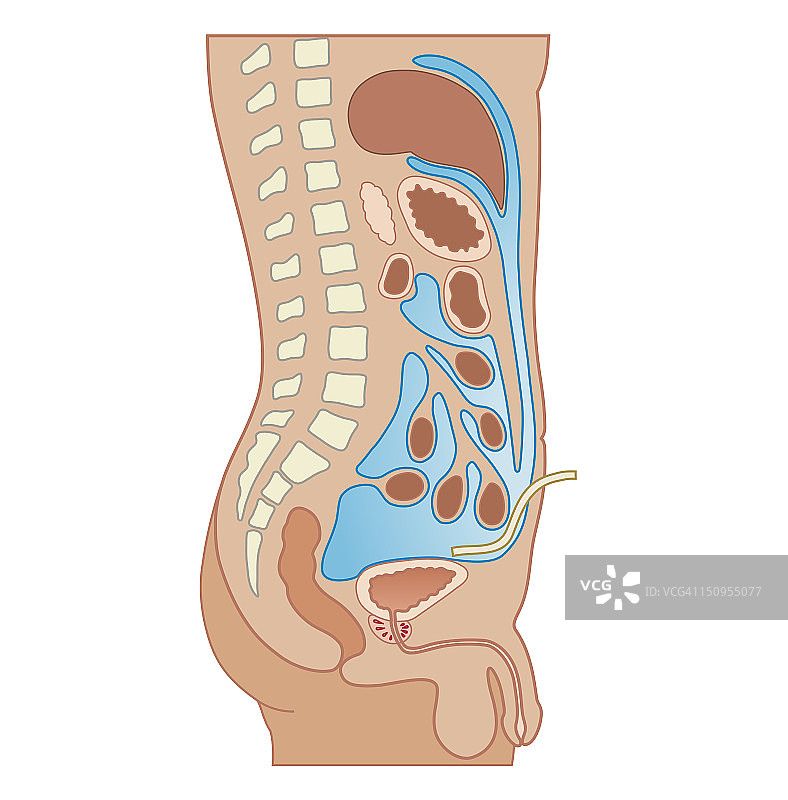腹膜透析生物医学横截面图：利用腹膜作为过滤器，导管插入腹部图片素材