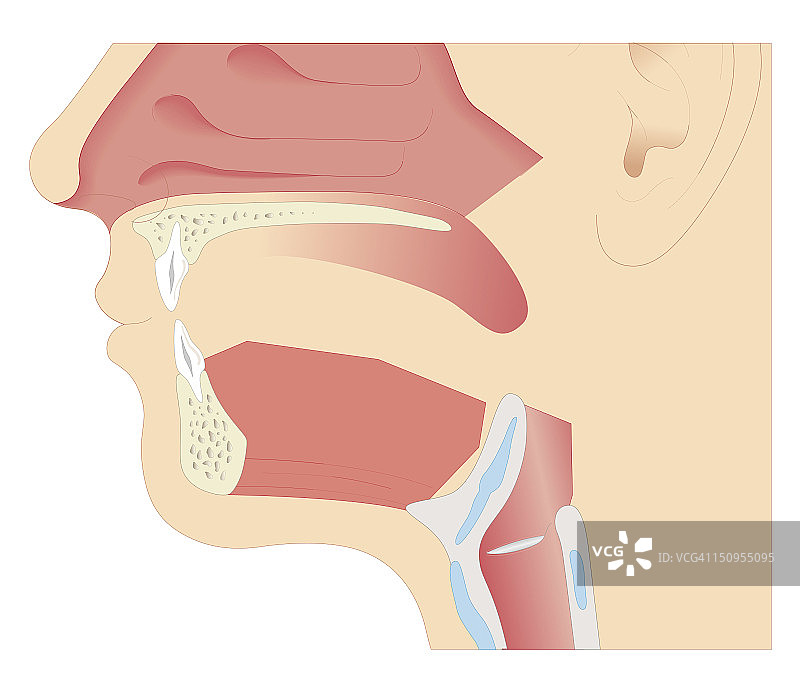成年男性口腔解剖生物医学横截面图图片素材