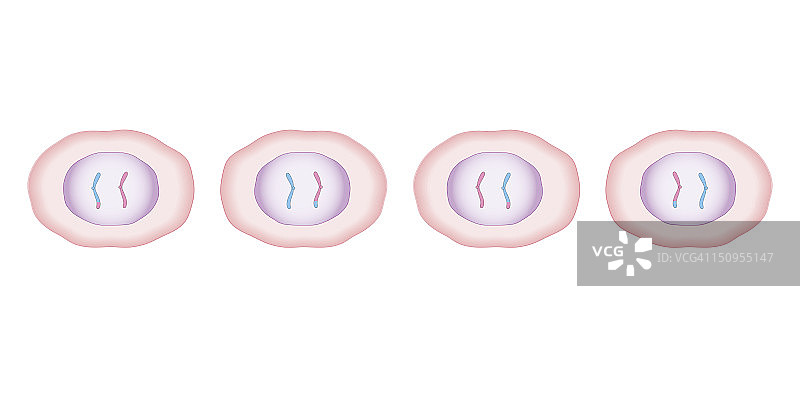 减数分裂生物医学横截面图：两个细胞分裂产生四个细胞，每个细胞的遗传物质减半图片素材