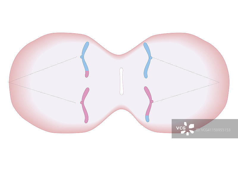 减数分裂生物医学横截面图：复制染色体排列并分离成单条染色体图片素材