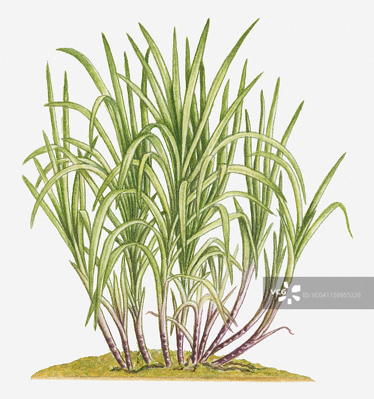 甘蔗多茎插画图片素材