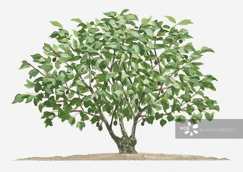 小半常绿麻风树插画图片素材