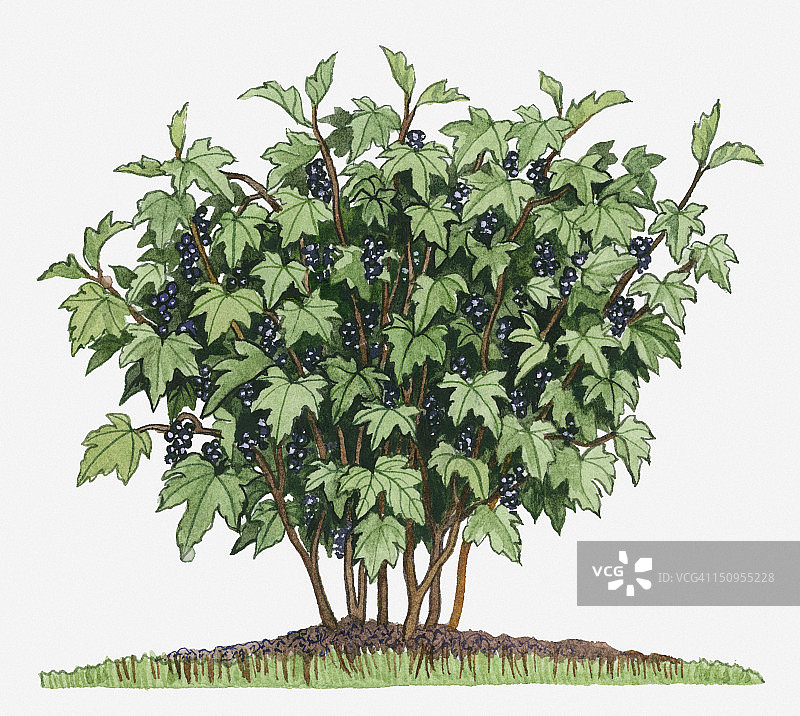 带有绿色叶子的长茎上结着可食用果实的黑醋栗插图图片素材