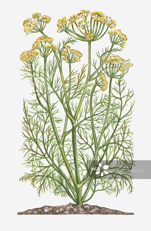 茴香植物（莳萝）插画，展示了高茎上带有精细分裂叶子的黄色花朵图片素材