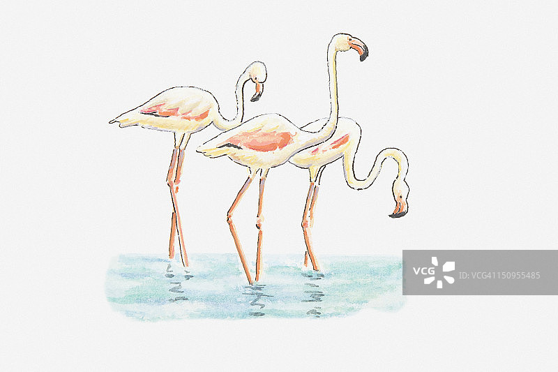 三只大红鹳水边插画图片素材