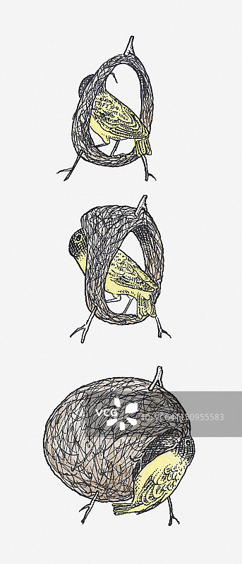 黑头织布鸟（Ploceus melanocephalus）筑巢过程图片素材