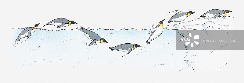 南极国王企鹅潜水和游泳插画图片素材