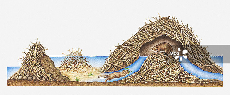 海狸小屋截面图图片素材