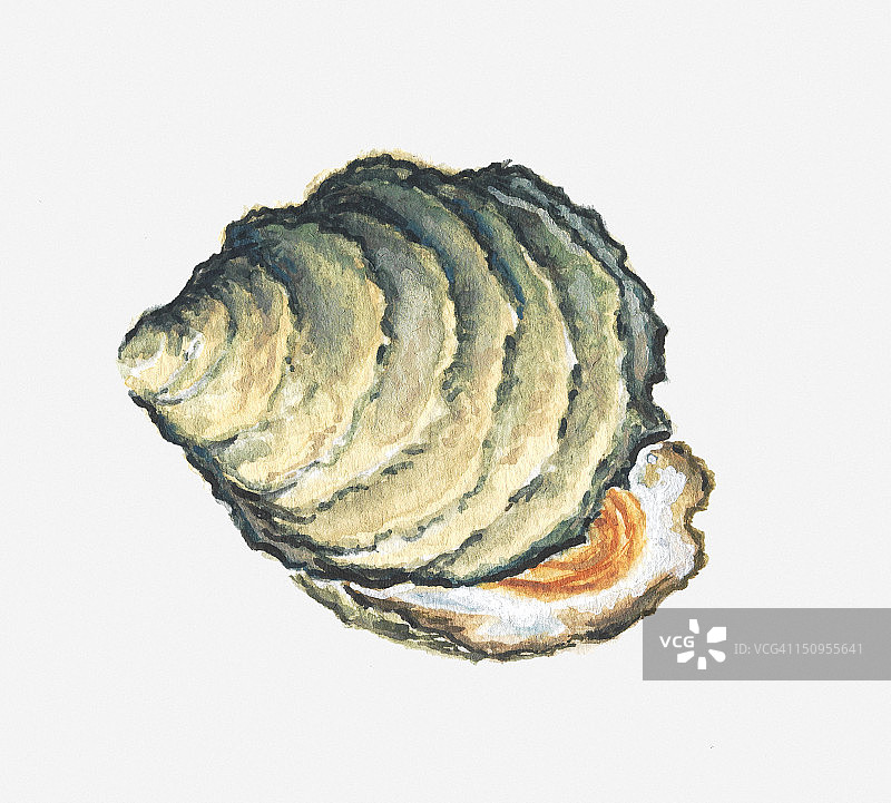 牡蛎壳插图图片素材