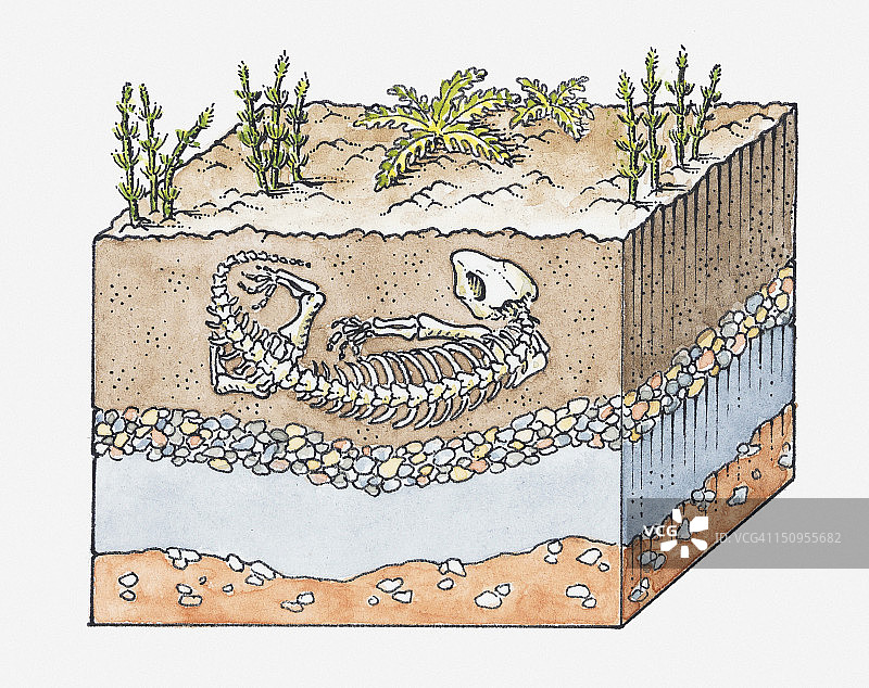 化石形成过程插画图片素材