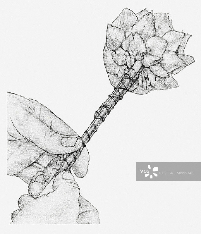 用甘蔗固定干燥洋蓟的黑白插图图片素材