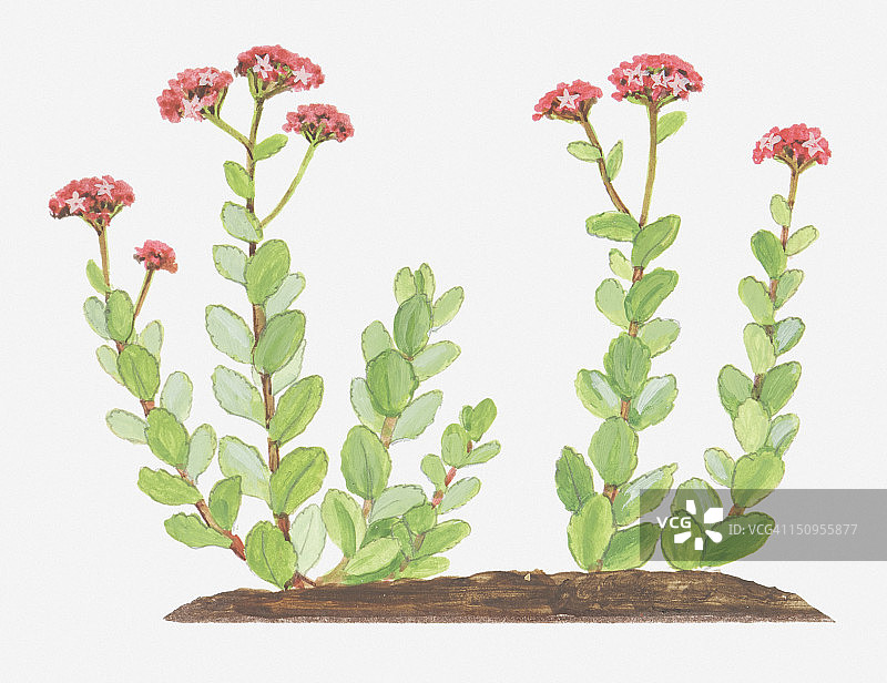 景天三七（红景天）插画图片素材