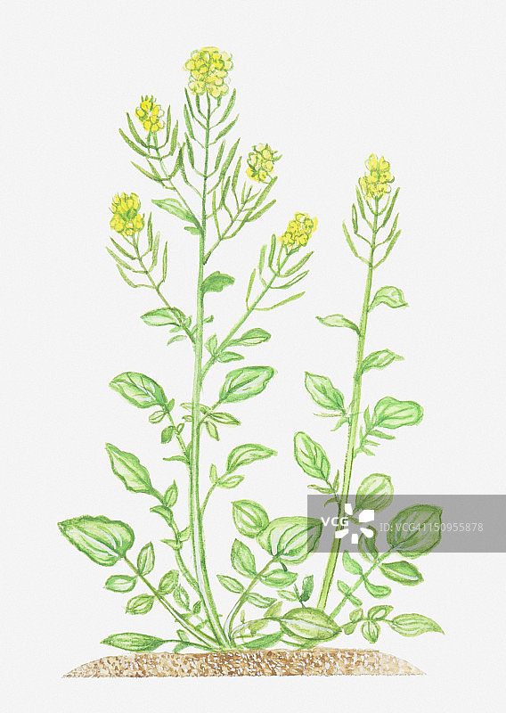 冬葵黄色花朵插画图片素材