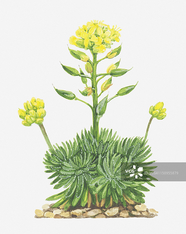 黄毛碎米荠插画图片素材