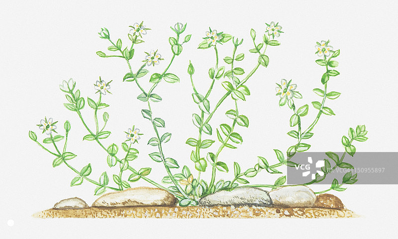石生蚤缀野花插画图片素材
