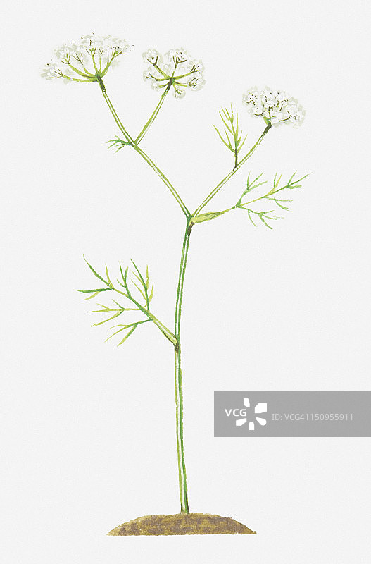 姬野豌豆白色花伞形花序插画图片素材