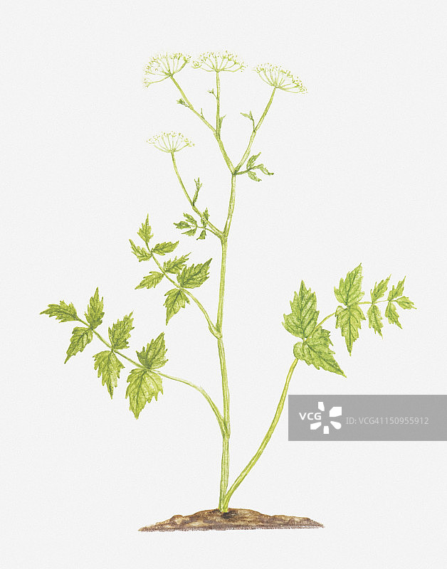 大茴芹插画图片素材