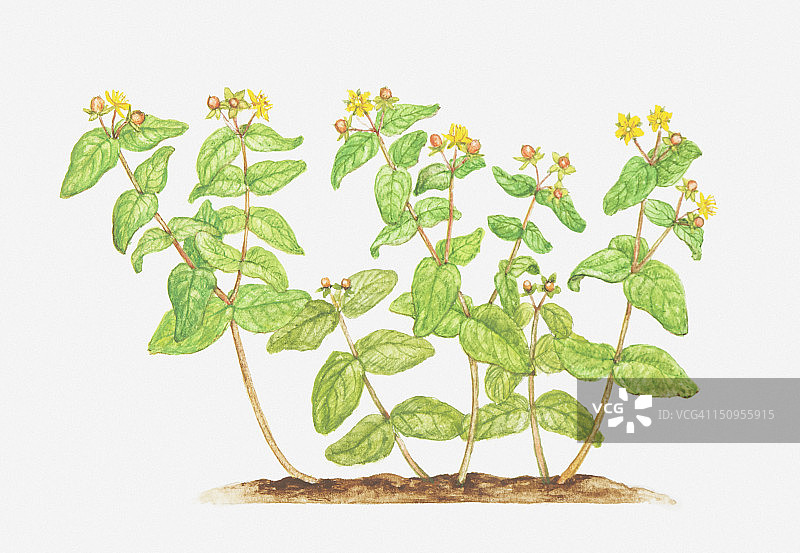 金丝桃和岩rose插画图片素材