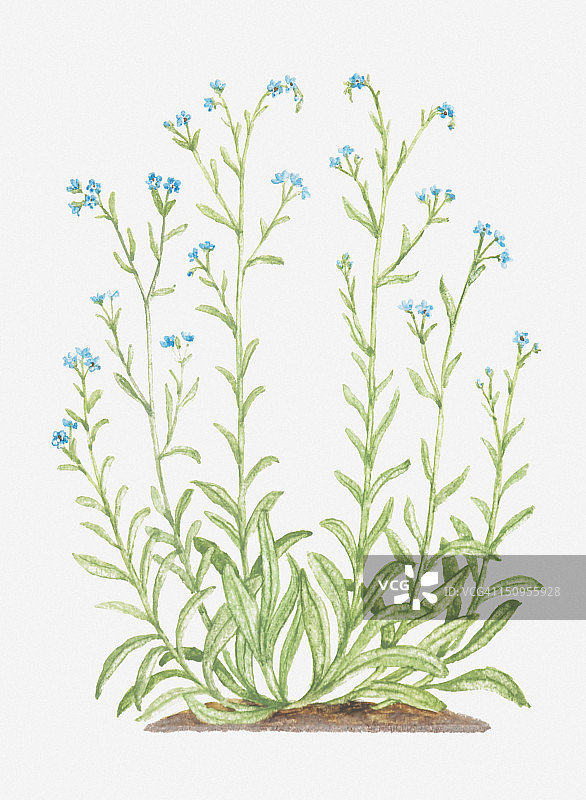 蓝蓟草插画图片素材